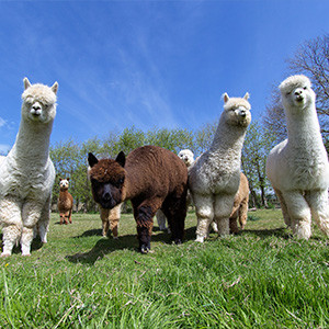 Alpacas | Bata4en uw dierenarts | Haaften en Ophemert Alpacas | Bata4en uw dierenarts | Haaften en Ophemert