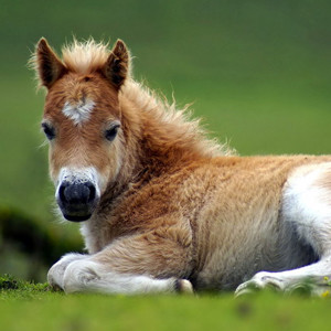 Paarden en pony’s | Bata4en uw dierenarts | Haaften en Ophemert Paarden en pony's | Bata4en uw dierenarts | Haaften en Ophemert