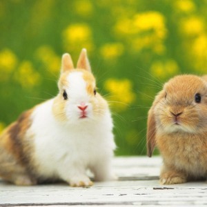 Dieren Dieren