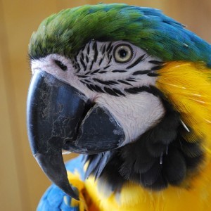 Dieren Dieren