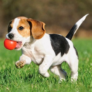 Dieren Dieren
