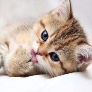 Dieren Dieren